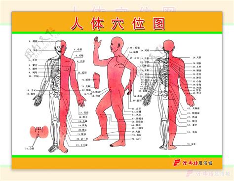 穴位|人体穴位图